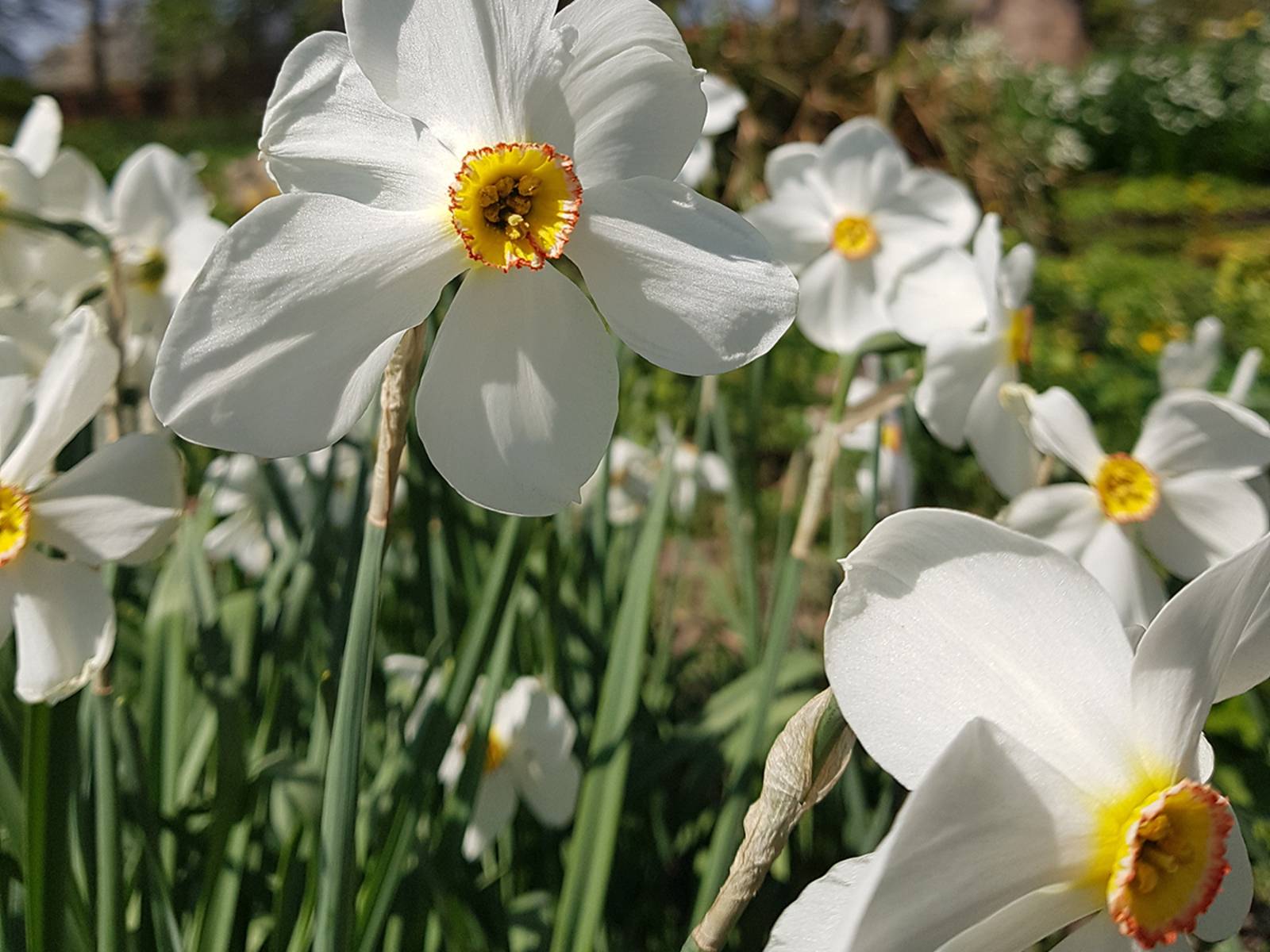 Narcissus poeticus