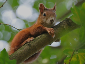 Eichhörnchen