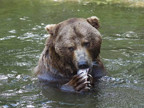 Braunbär Siggi frühstückt einen Fisch