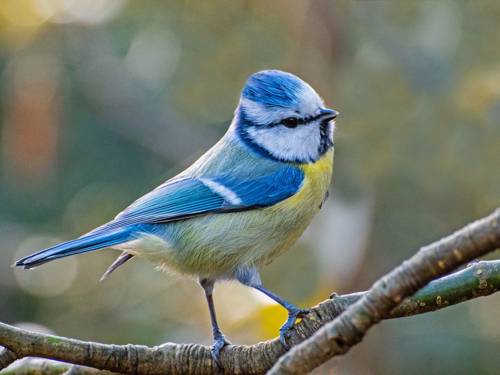 Blaumeise im Berggarten