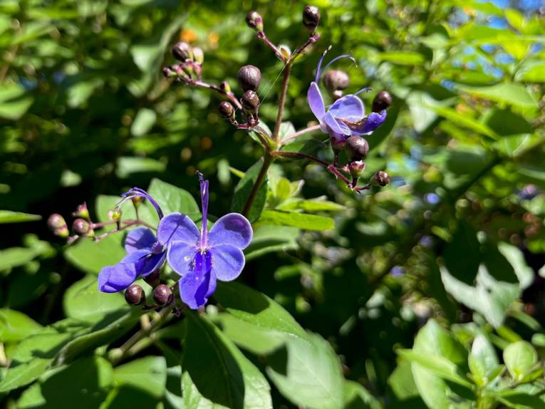 Clerodendrum